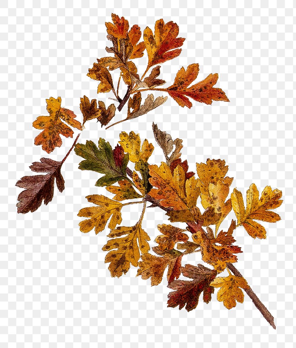 PNG vintage hawthorn Autumn leaves illustration on transparent background. Remixed by rawpixel.