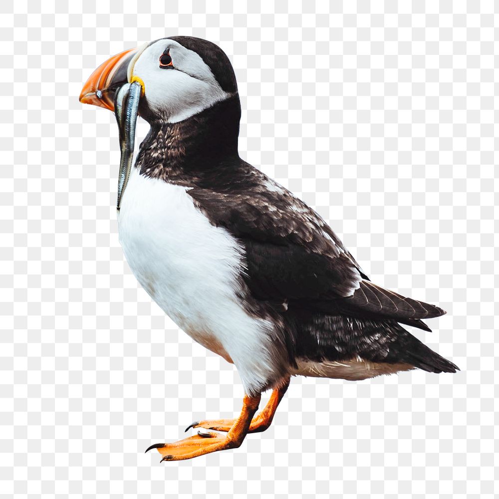 Atlantic puffin png bird sticker, animal photo, transparent background