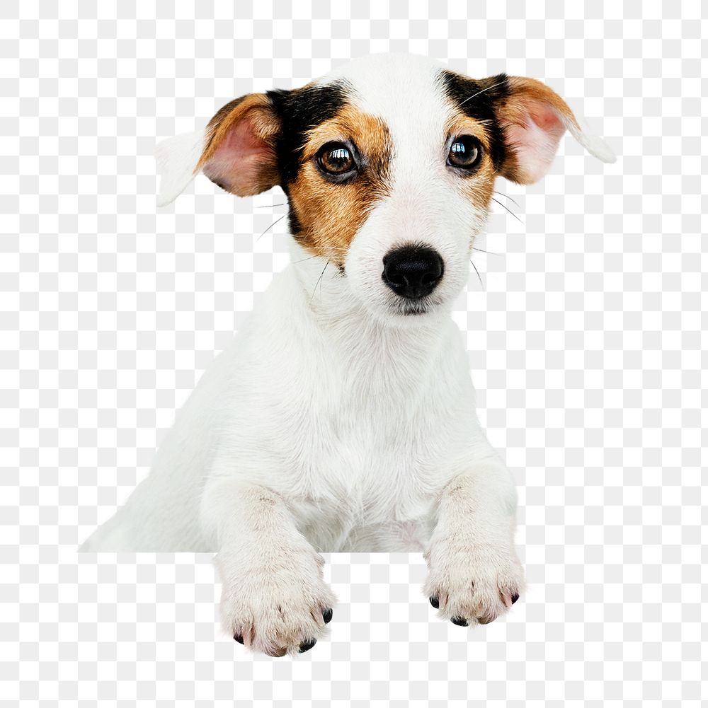 Jack Russell png puppy sticker, pet image on transparent background