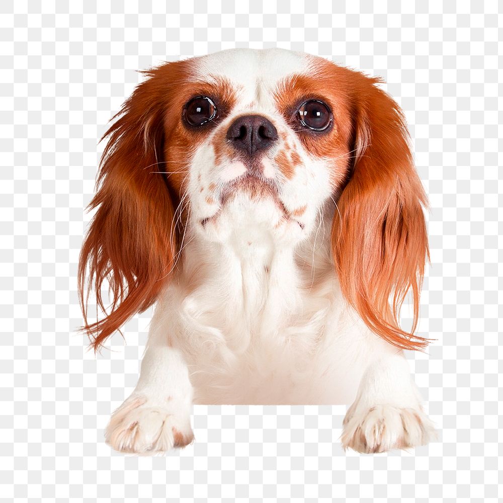 Cute dog png sticker, pet image on transparent background