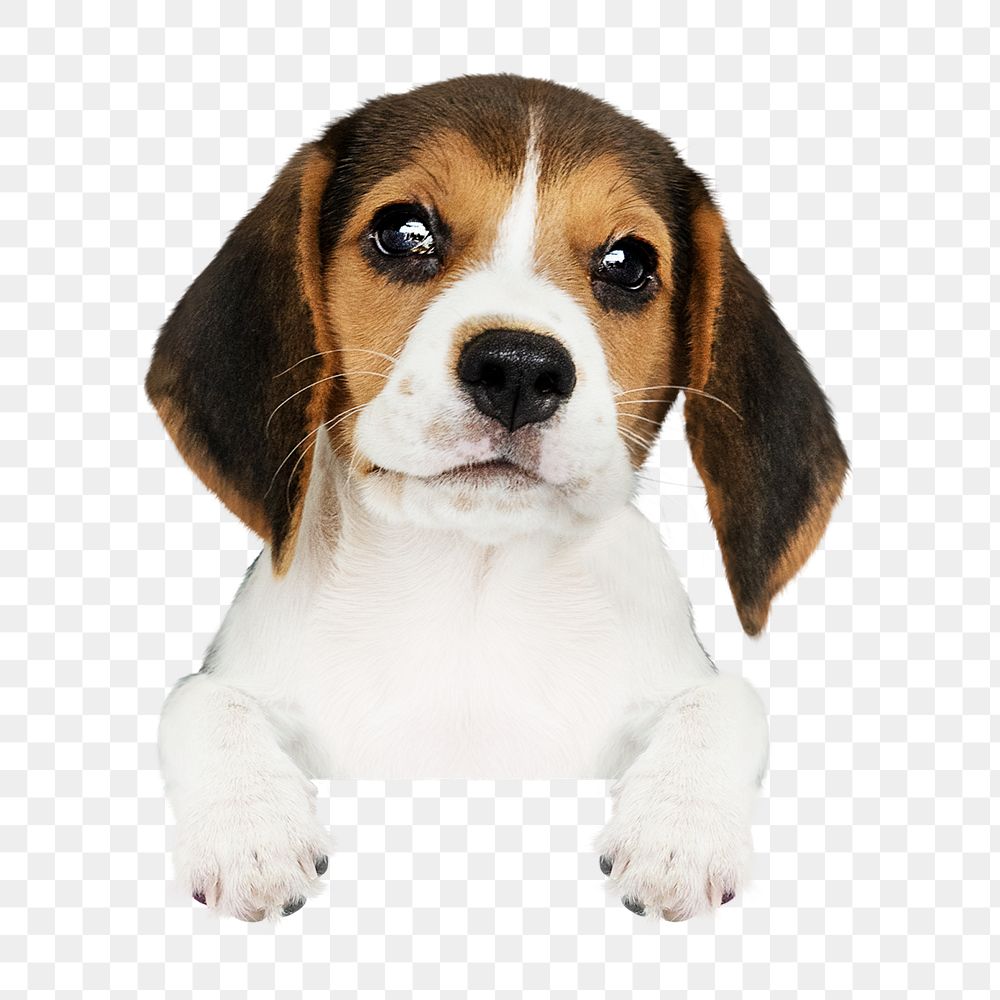 Beagle puppy png sticker, pet image on transparent background