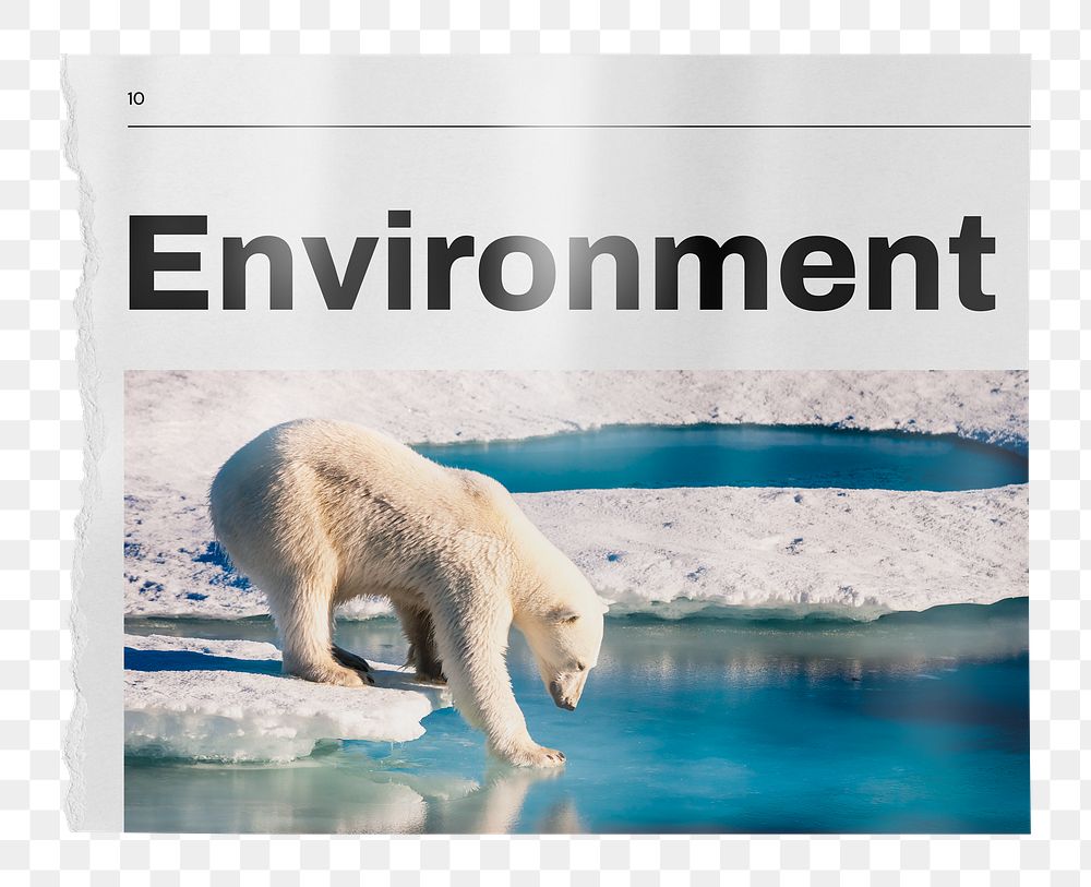 Environment png newspaper sticker, polar bear walking on ice image, transparent background