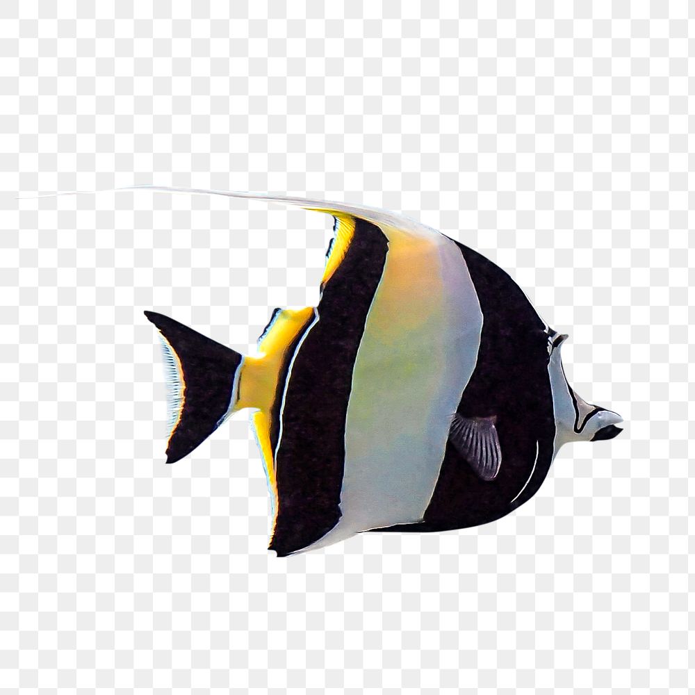 Angelfish png sticker, exotic sea animal on transparent background