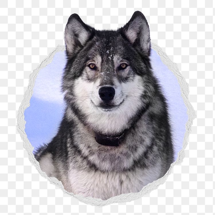 Siberian husky png sticker, dog photo in ripped paper badge, transparent background