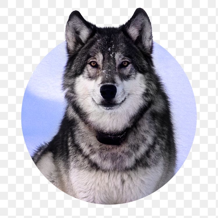 Siberian husky png sticker, dog photo badge, transparent background