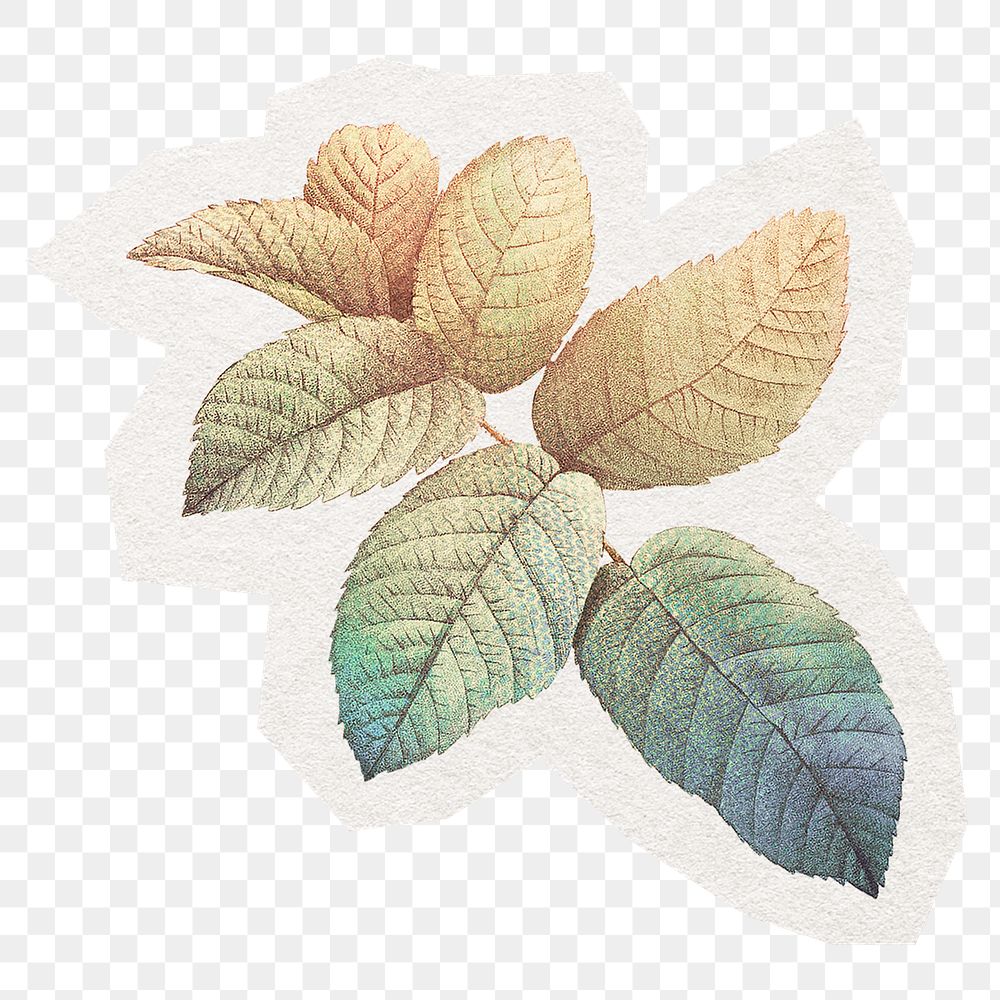 Aesthetic leaves png sticker, transparent background