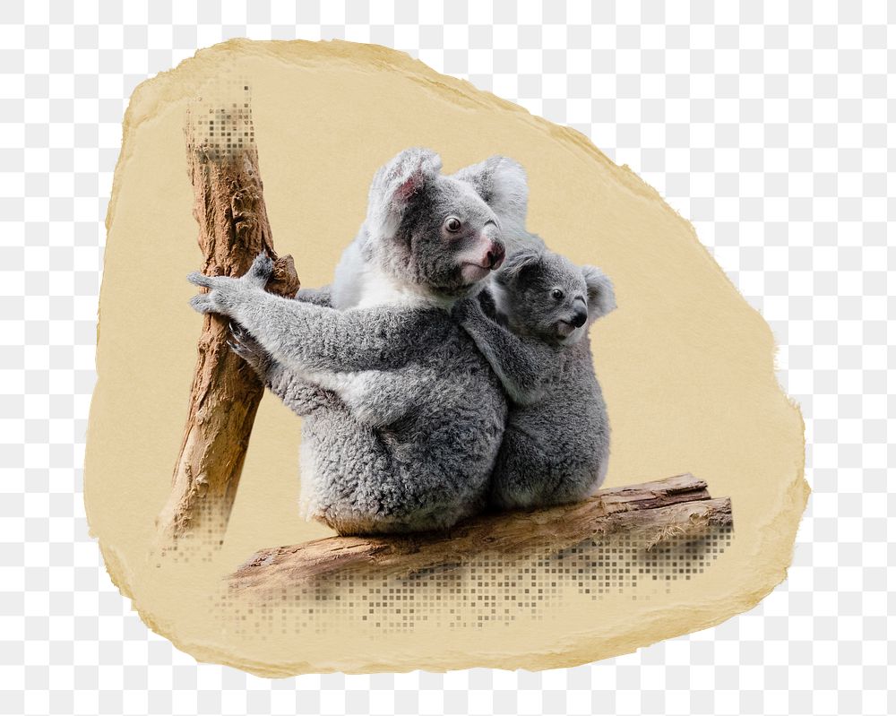 Koala bears png sticker, ripped paper, transparent background