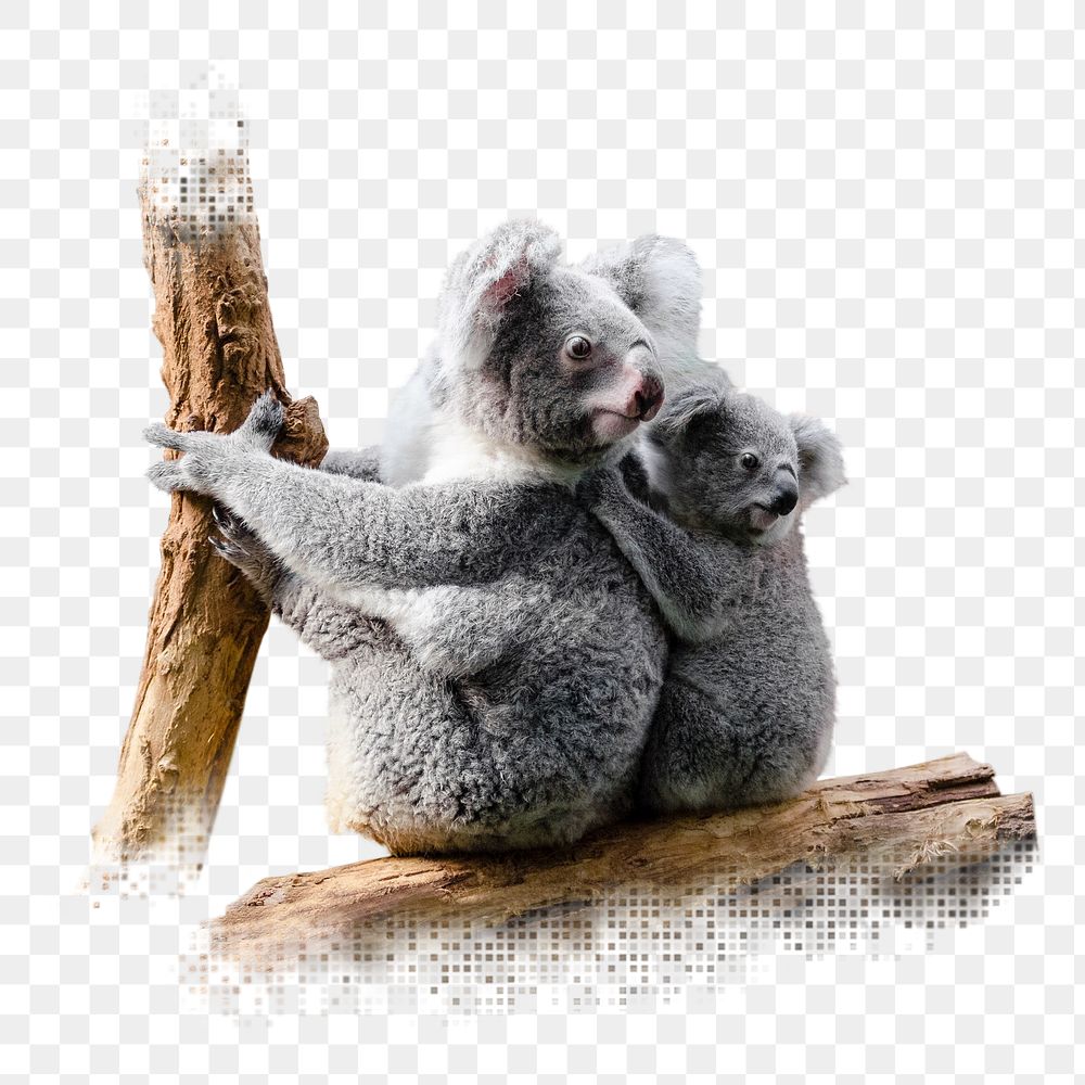 Koala bears png sticker, animal, transparent background
