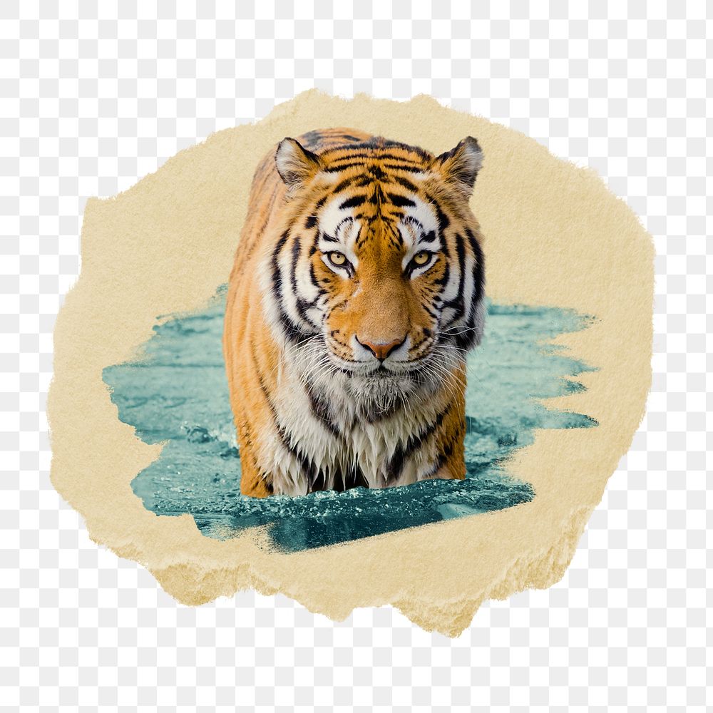 Tiger in water png sticker, ripped paper, transparent background