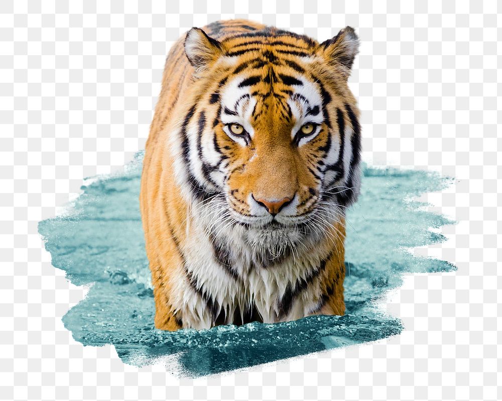 Tiger in water png sticker, animal, transparent background