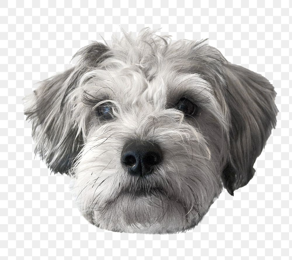 Miniature Schnauzer puppy png sticker, pet animal image, transparent background