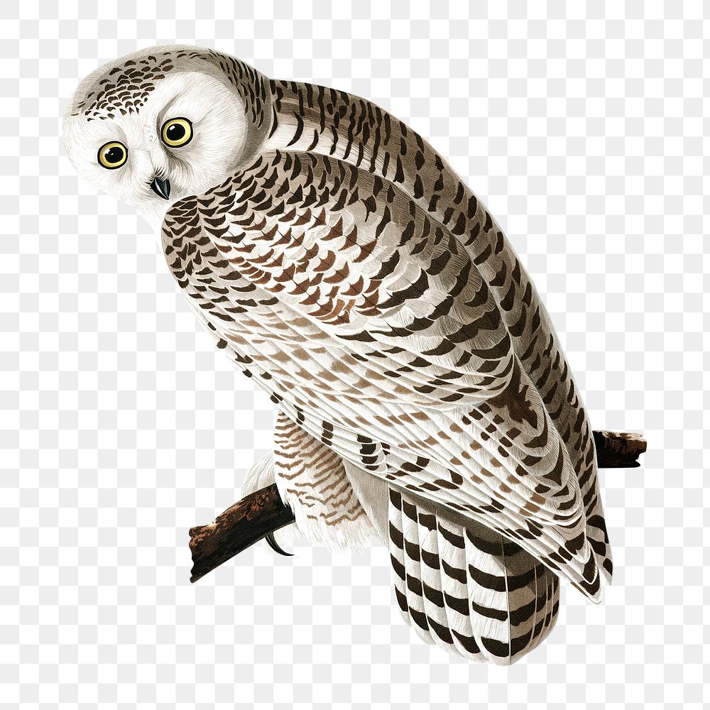Png owl sticker, vintage illustration, transparent background