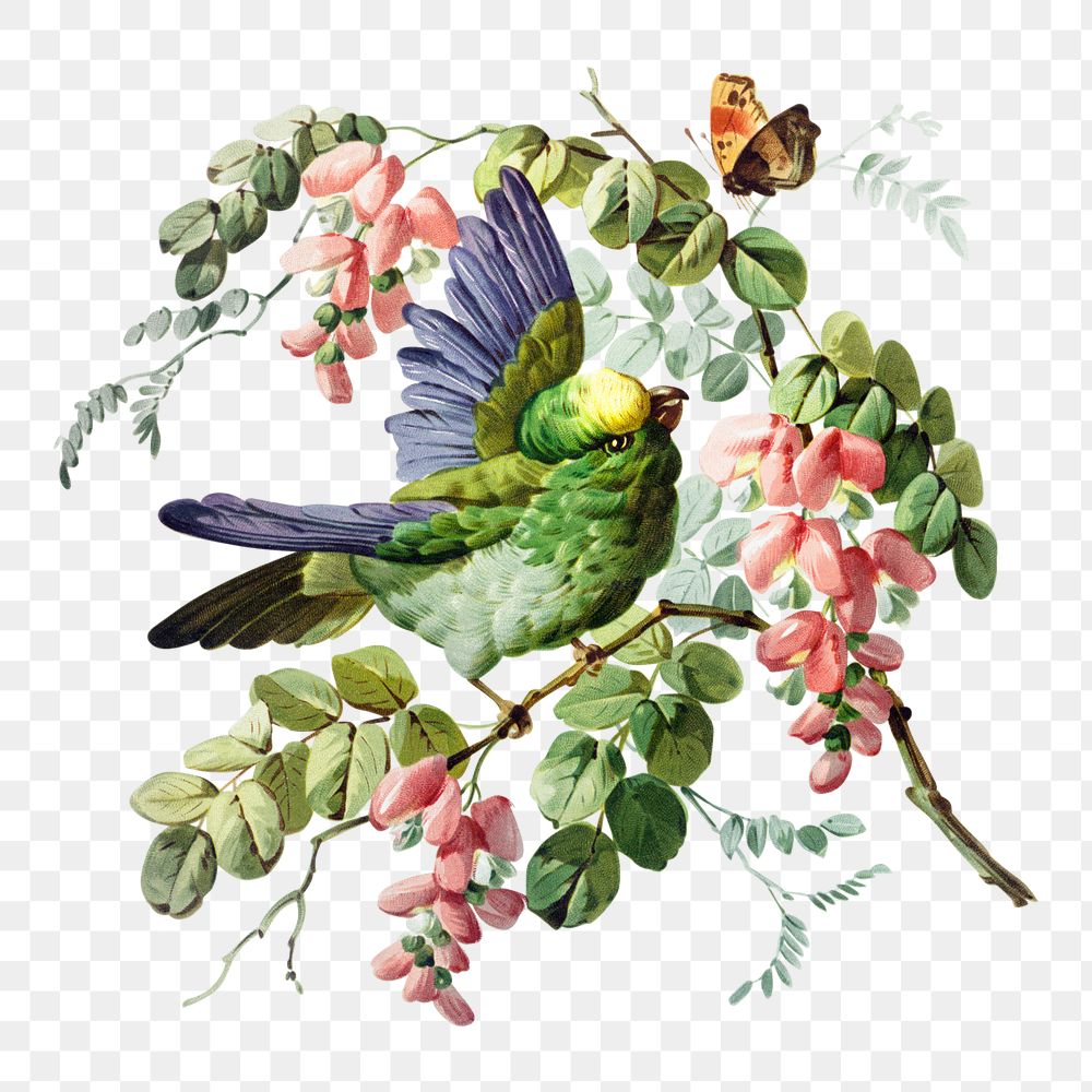 Png bird and nature sticker, botanical vintage illustration, transparent background