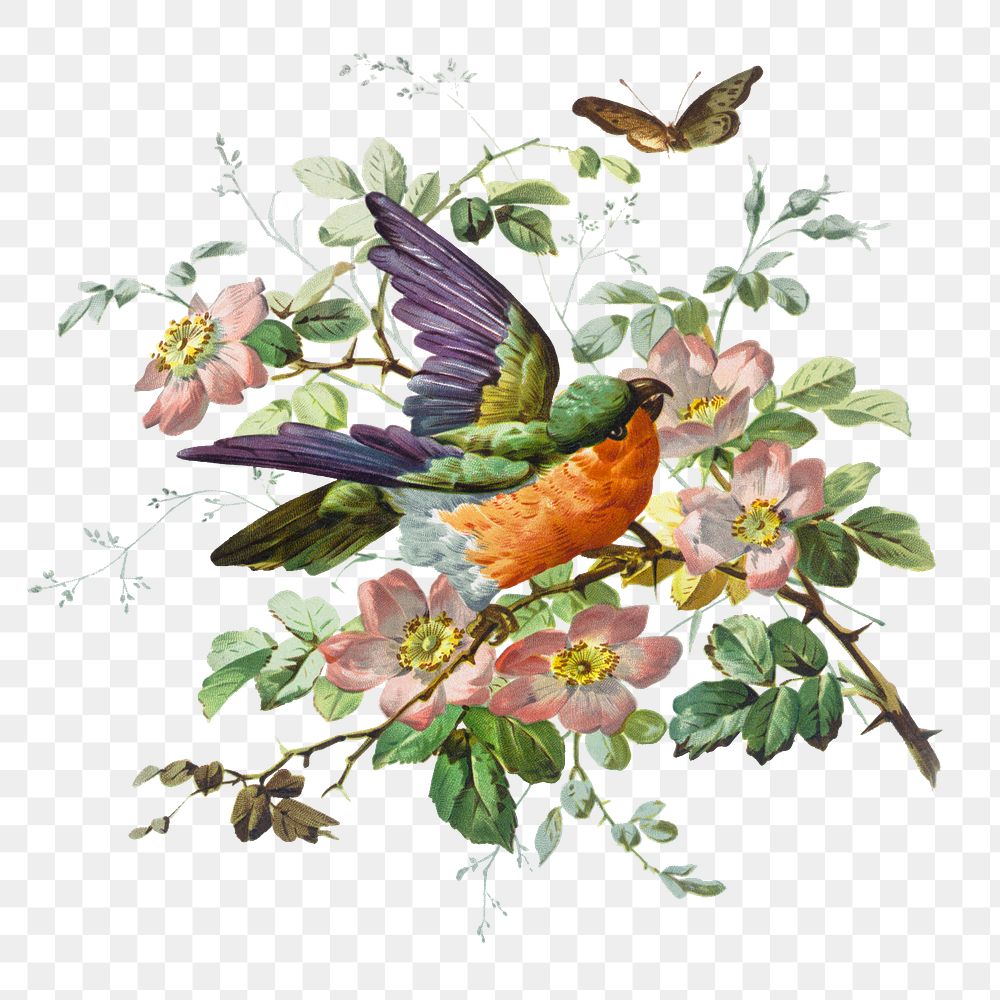 Png bird and nature sticker, botanical vintage illustration, transparent background