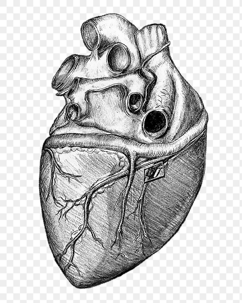 Realistic heart png sticker, medical illustration, transparent background