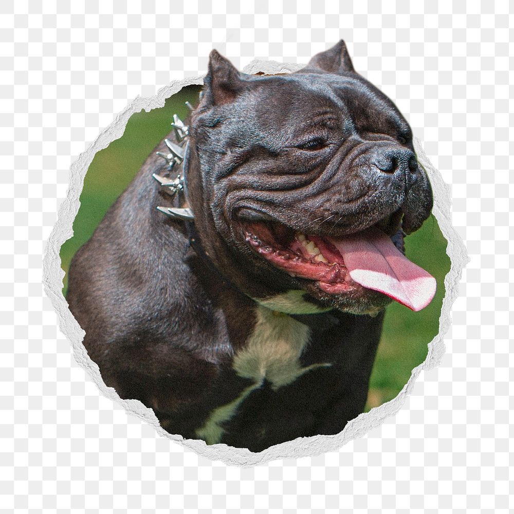Bulldog png sticker, animal photo in ripped paper badge, transparent background