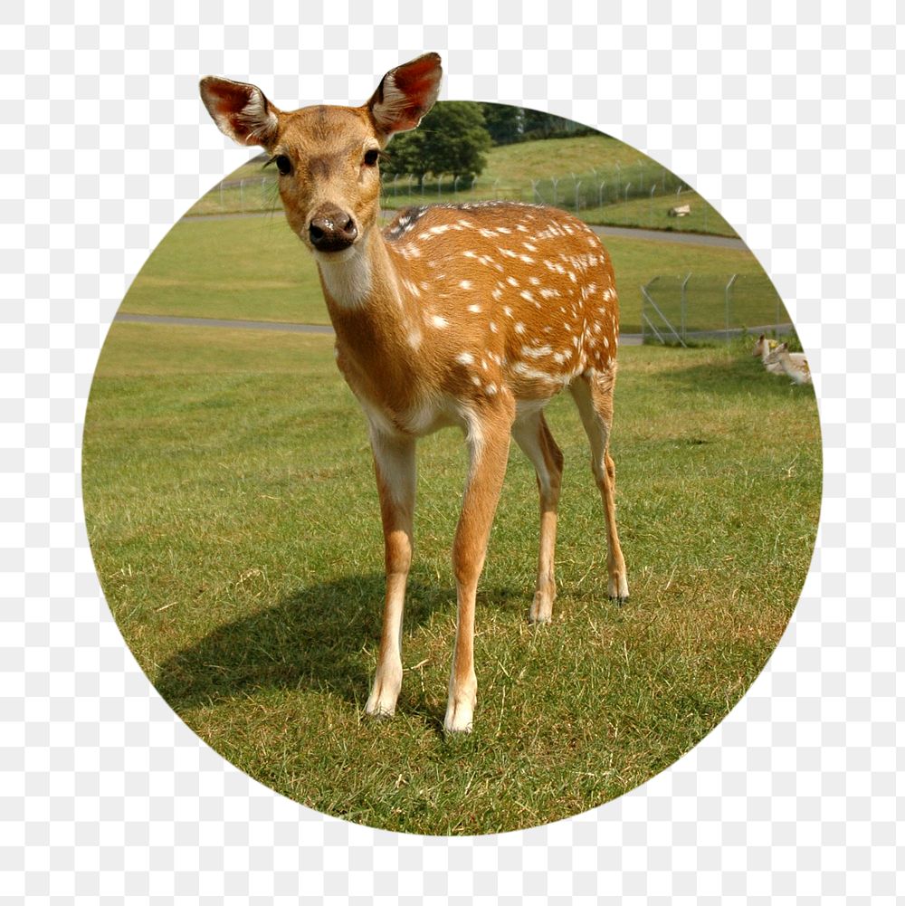 Deer png sticker, animal photo, transparent background