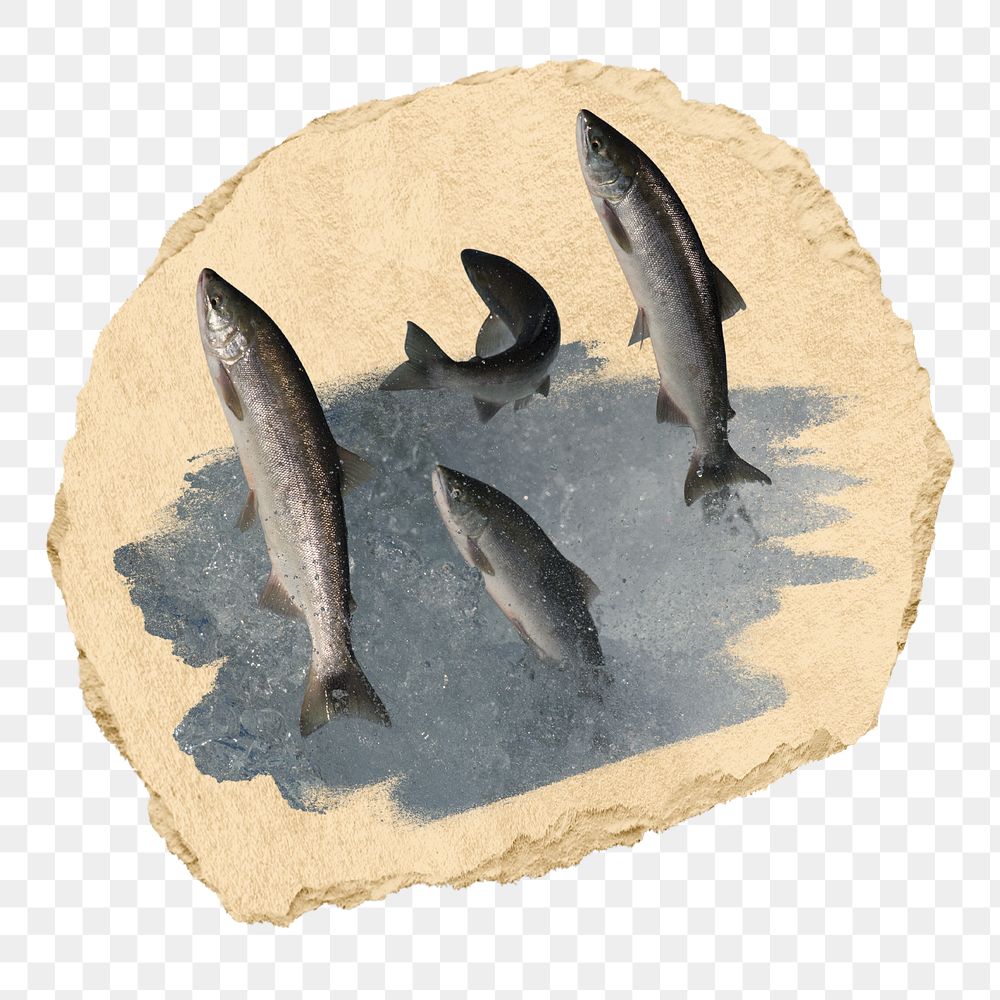 PNG Salmon attempting to jump waterfall, collage element, transparent background