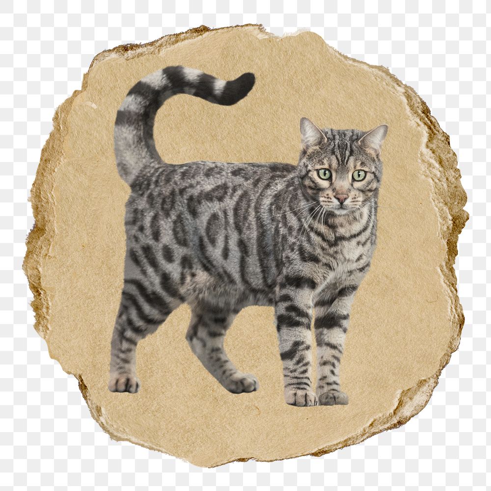 Cute cat png sticker, ripped paper, transparent background