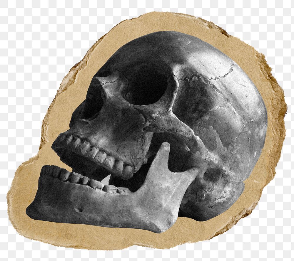 Skull png sticker, ripped paper on transparent background 