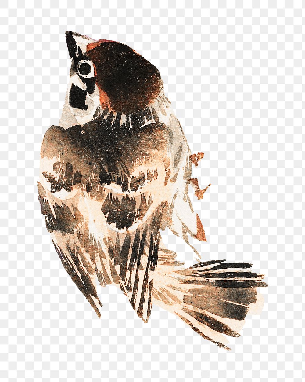 Japanese bird png on transparent background.    Remastered by rawpixel. 