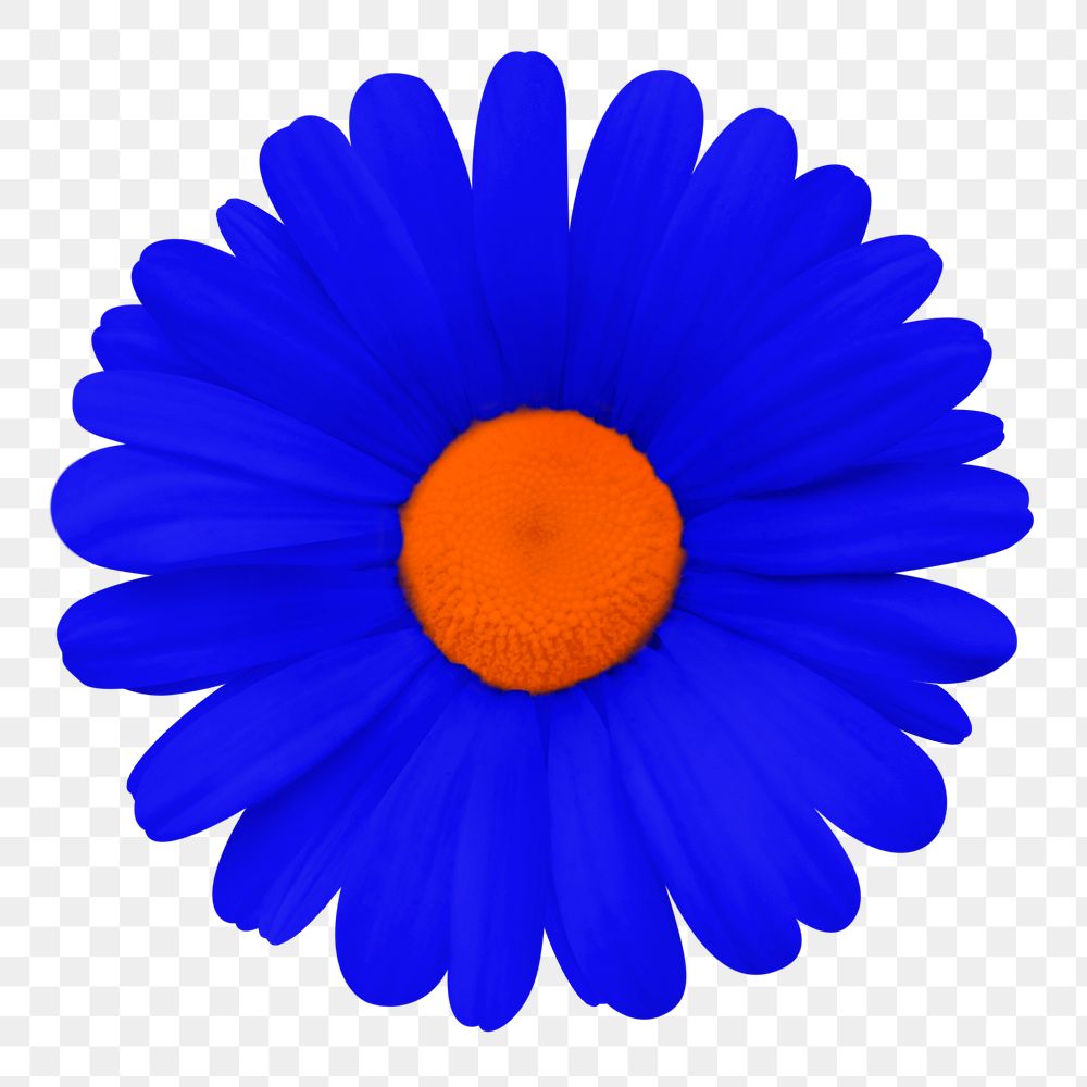 Blue daisy flower png sticker, transparent background