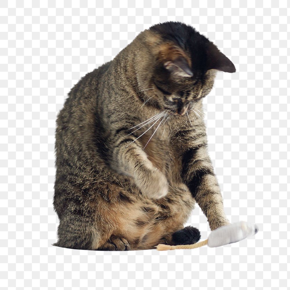 Tabby cat png sticker, playing with toy mouse, transparent background