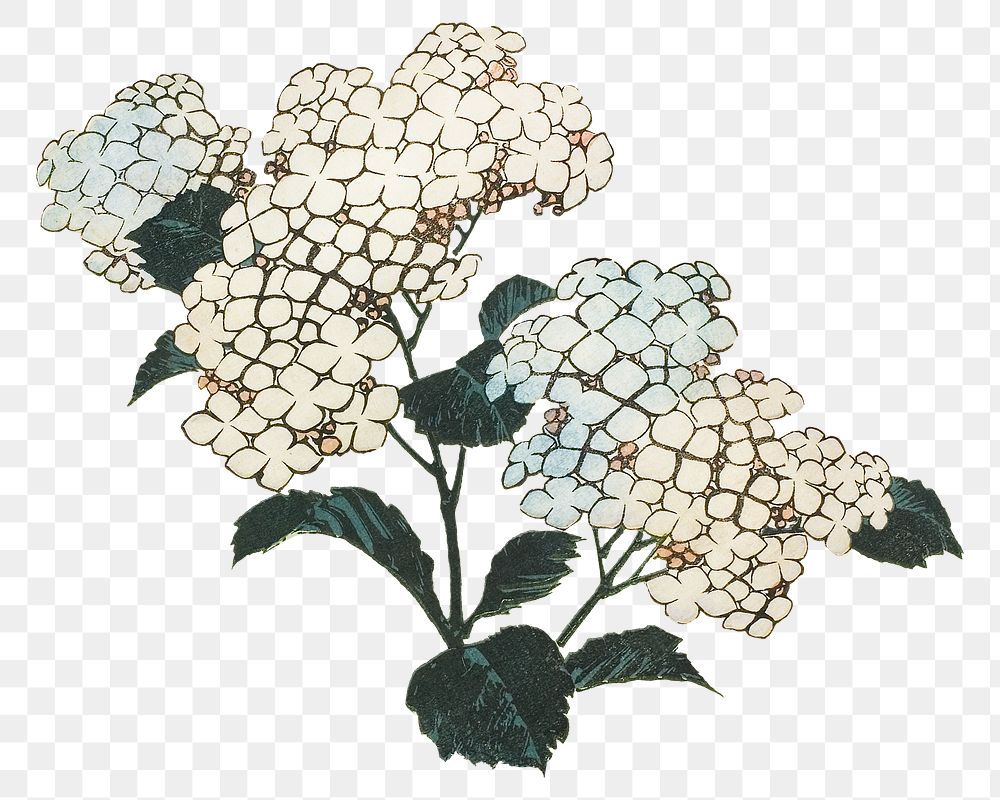 Hokusai's hydrangea png on transparent background.    Remastered by rawpixel. 