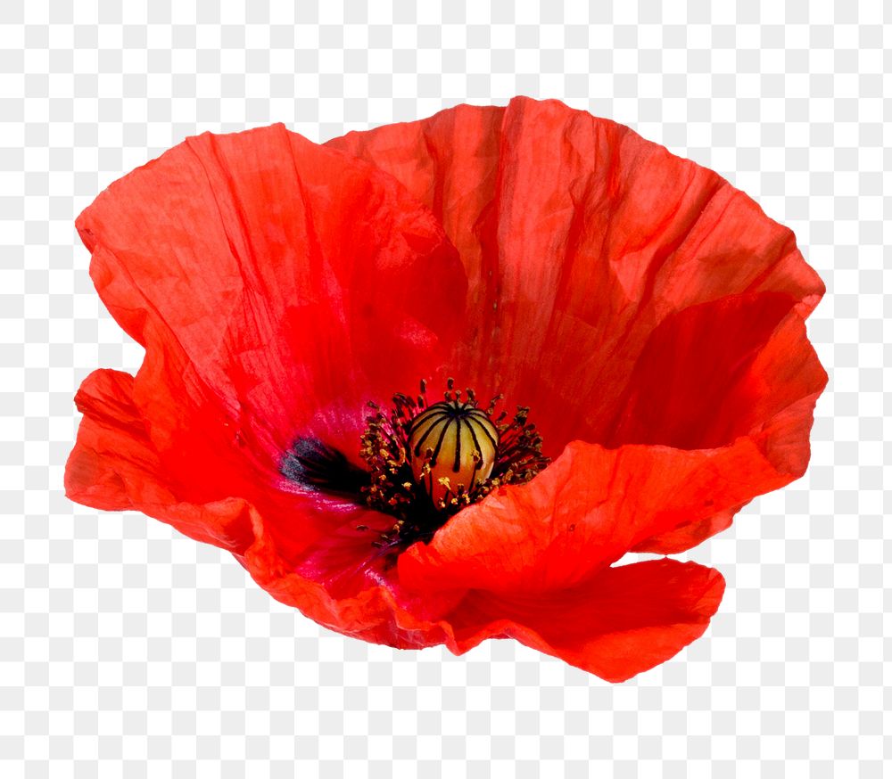 Red poppy flower png sticker, transparent background