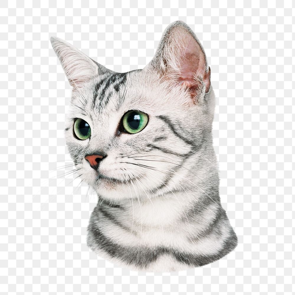 American Shorthair kitten png sticker, transparent background