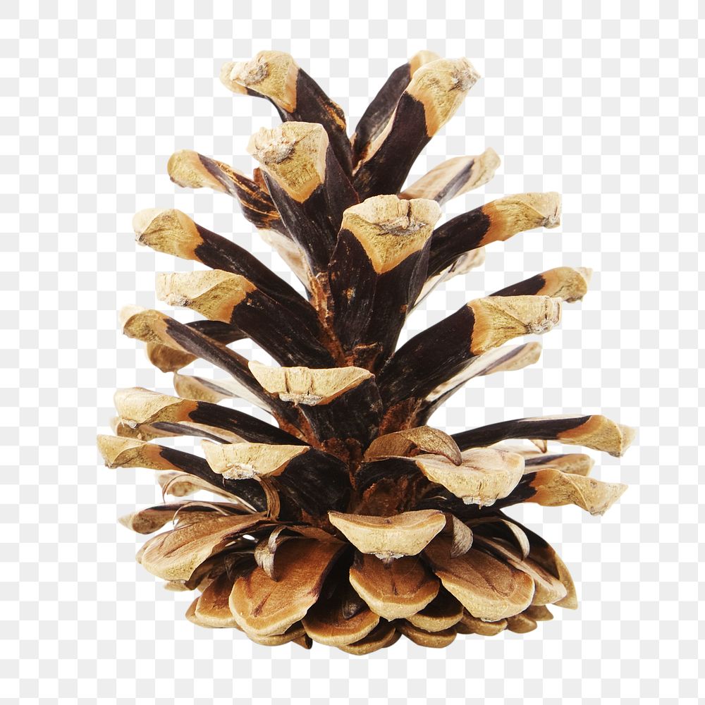 Pinecone png sticker, transparent background