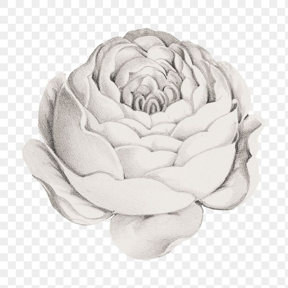 Vintage rose flower png sticker, botanical on transparent background.   Remastered by rawpixel