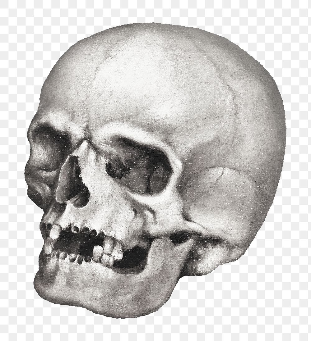 Human skull png vintage clipart, transparent background. Remixed by rawpixel.
