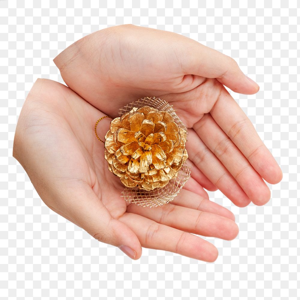 Hand presenting gold pine cone png sticker, transparent background