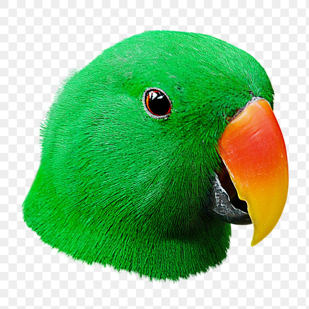 Eclectus Parrot png sticker, transparent background