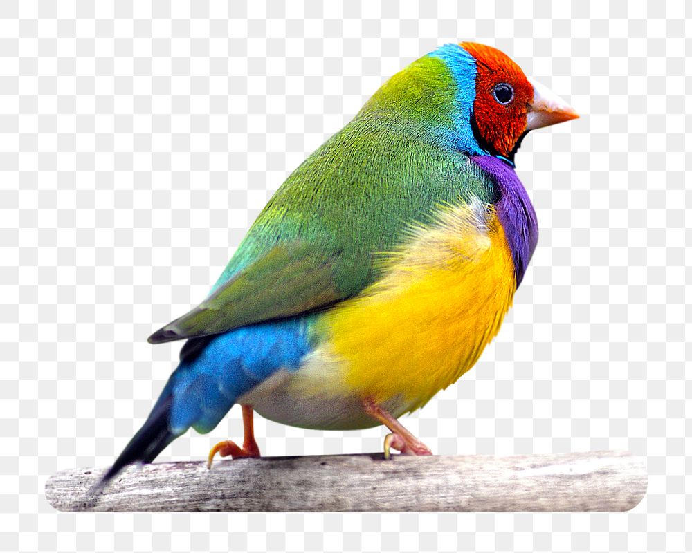 Gouldian finch bird png sticker, transparent background