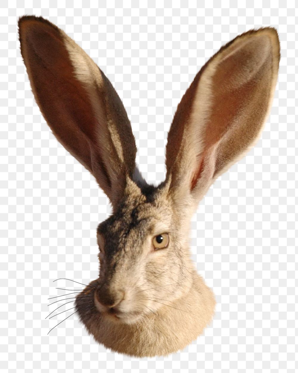 Big ears rabbit png sticker, transparent background