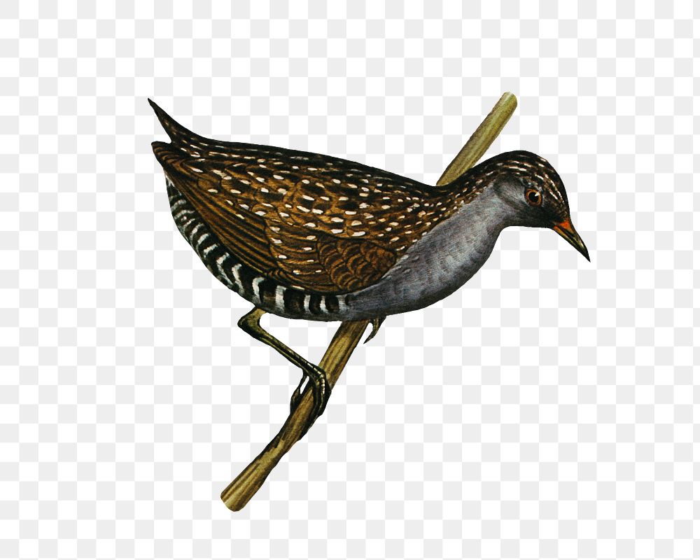 Spotted water crake png bird sticker, transparent background