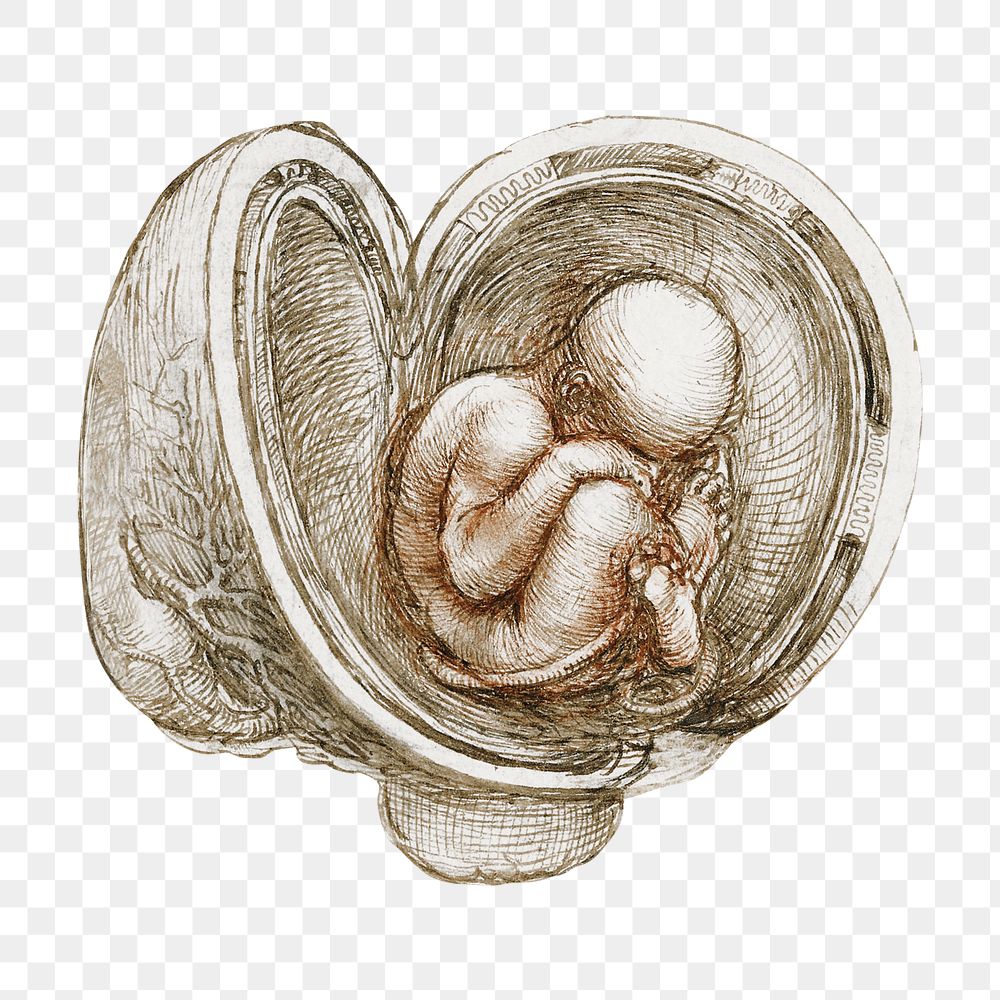 Leonardo da Vinci's png sticker, Studies of the Foetus in the Womb on transparent background, remixed by rawpixel
