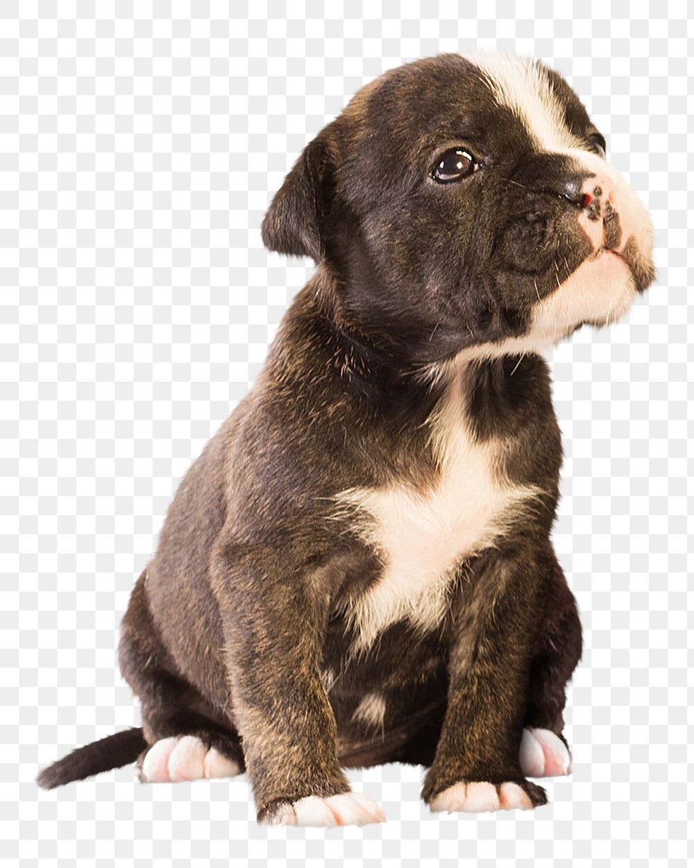 Puppy png Staffordshire Bull Terrier sticker, transparent background