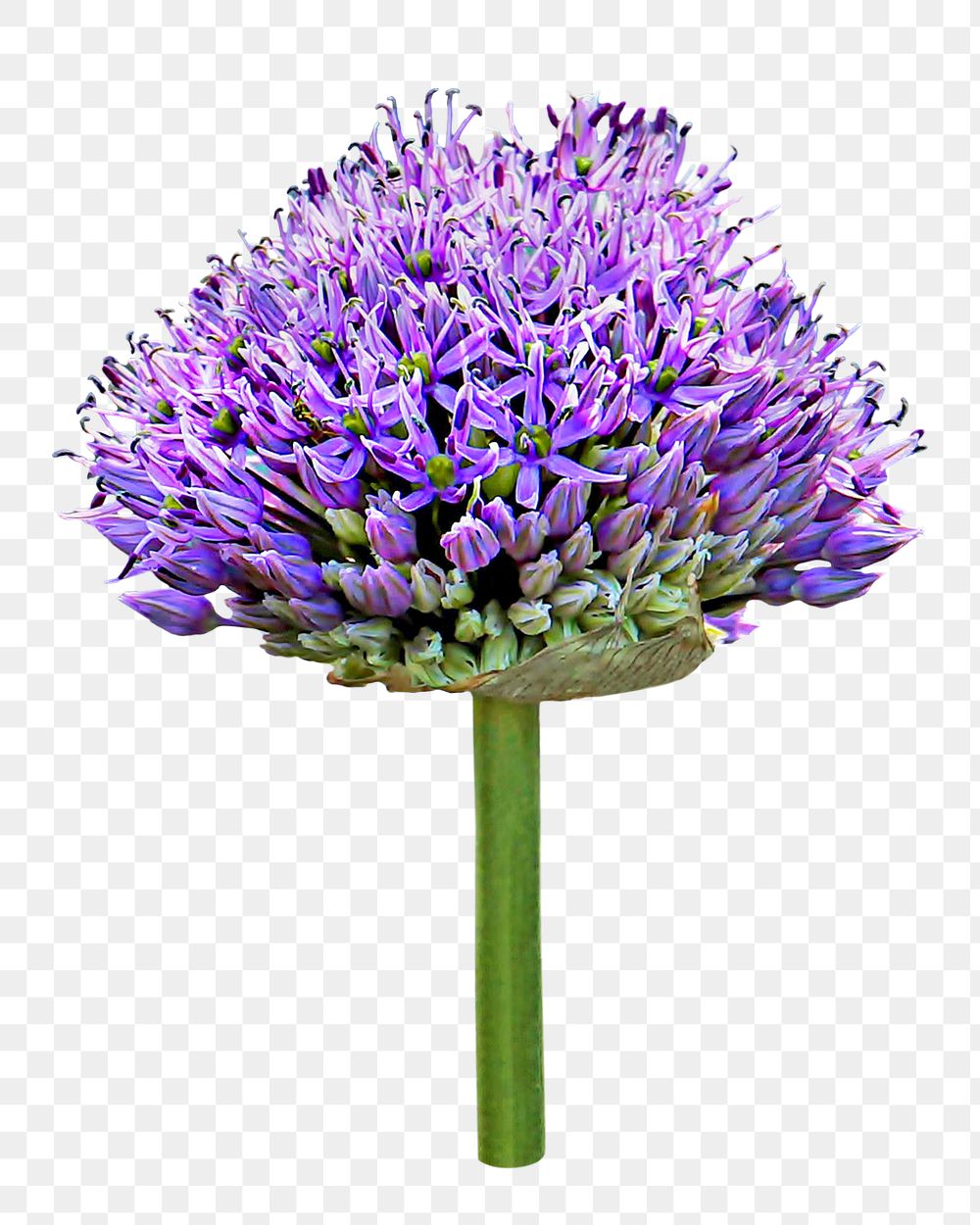 Purple allium flower png, transparent background
