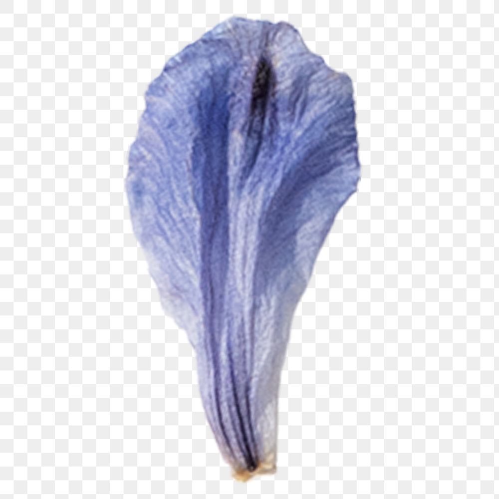 Dried blue flower petal png, transparent background