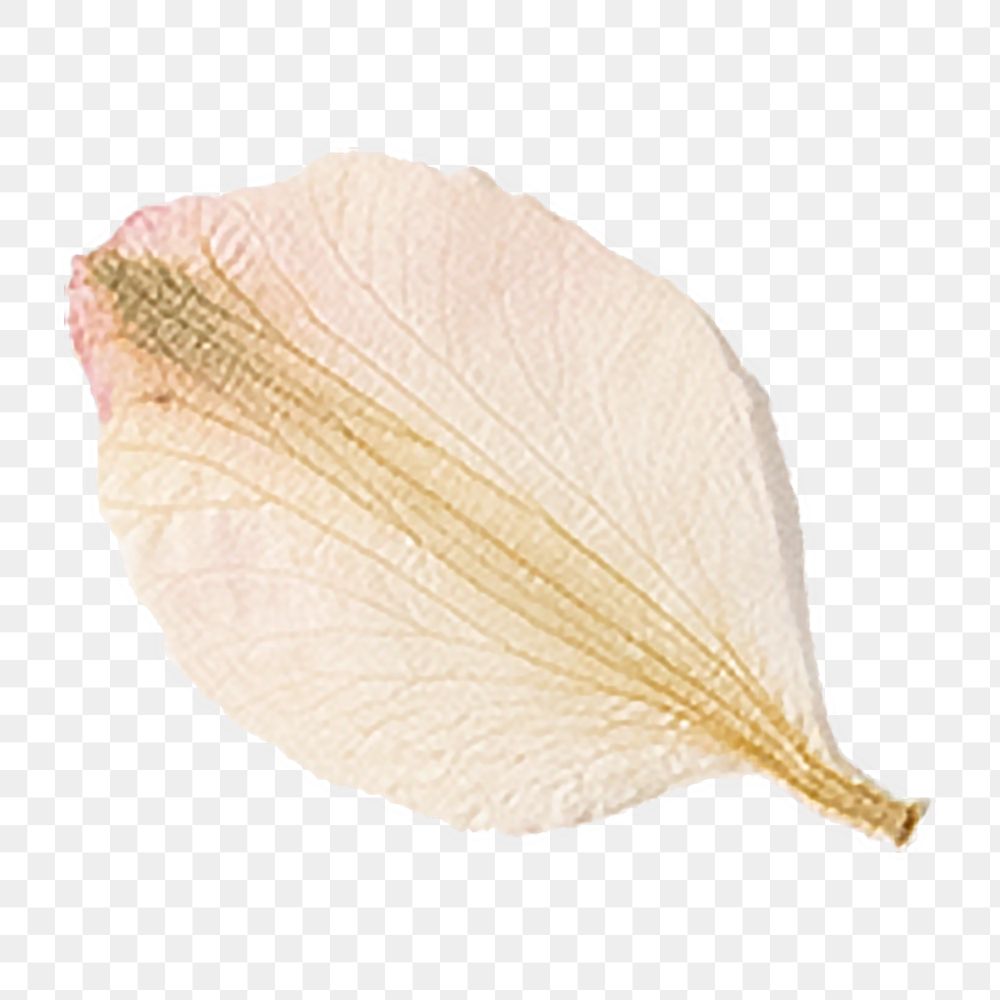 Dried pink flower petal png, transparent background