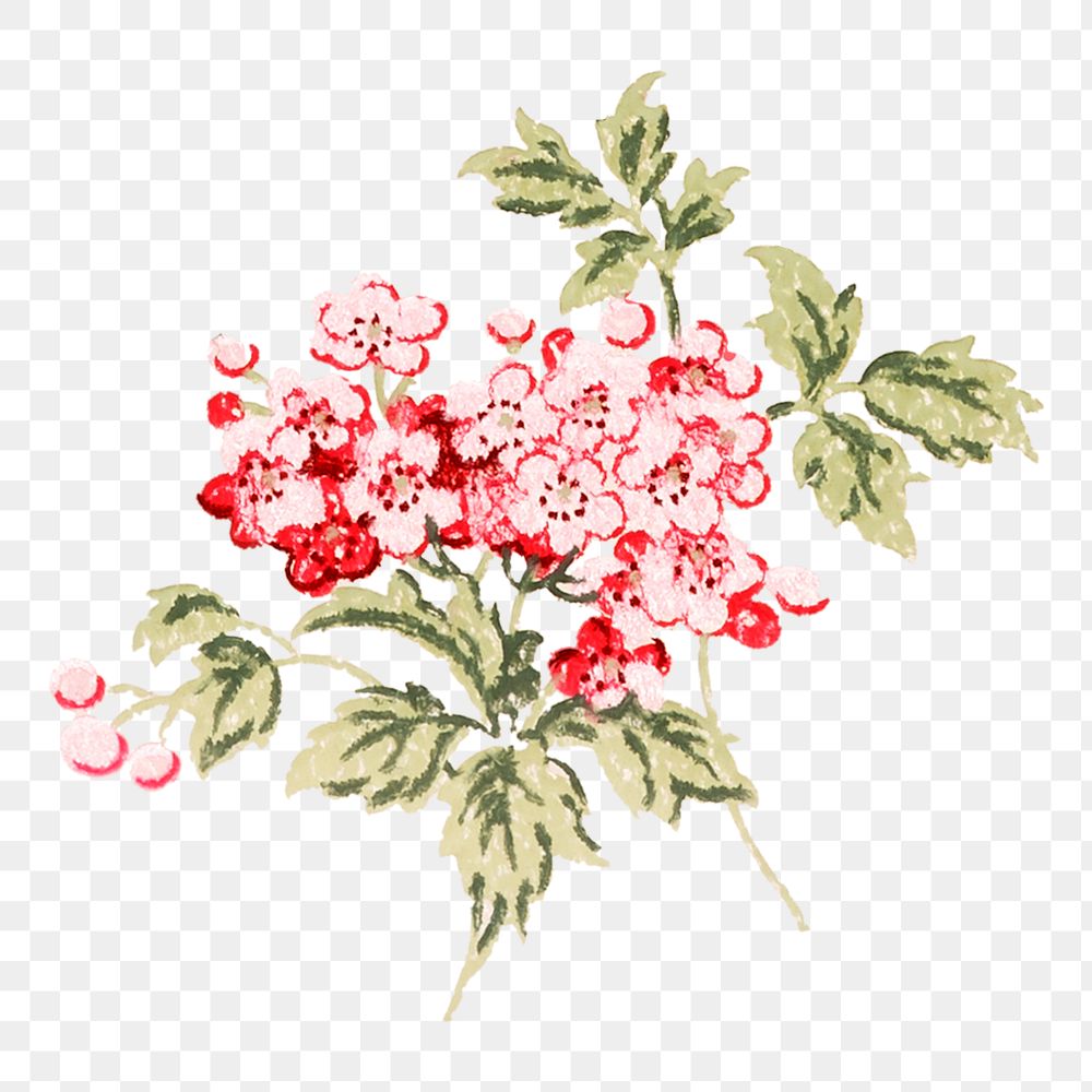 Vintage png cherry blossom watercolor, transparent background