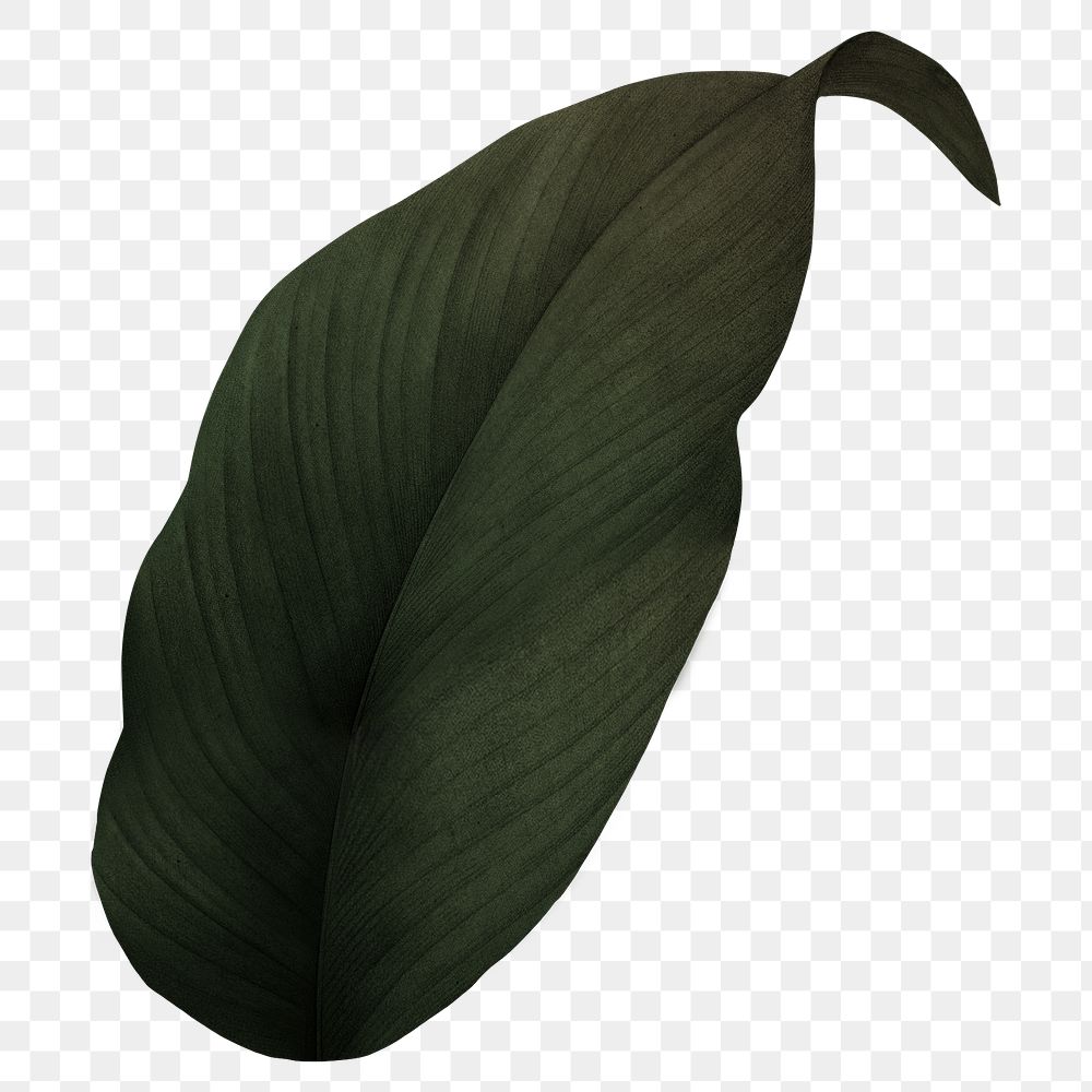 PNG dark green leaf, transparent background