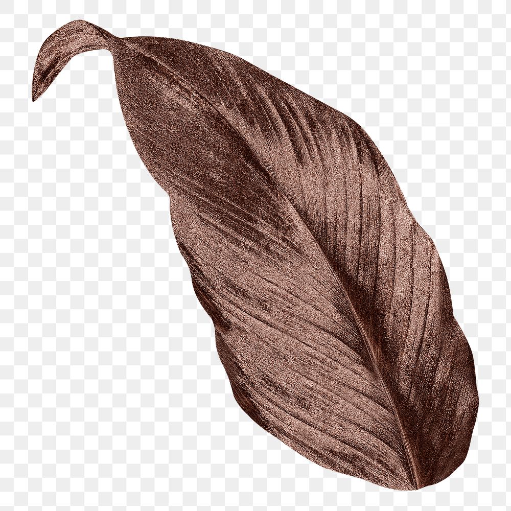 Autumn leaf png vintage brown, transparent background