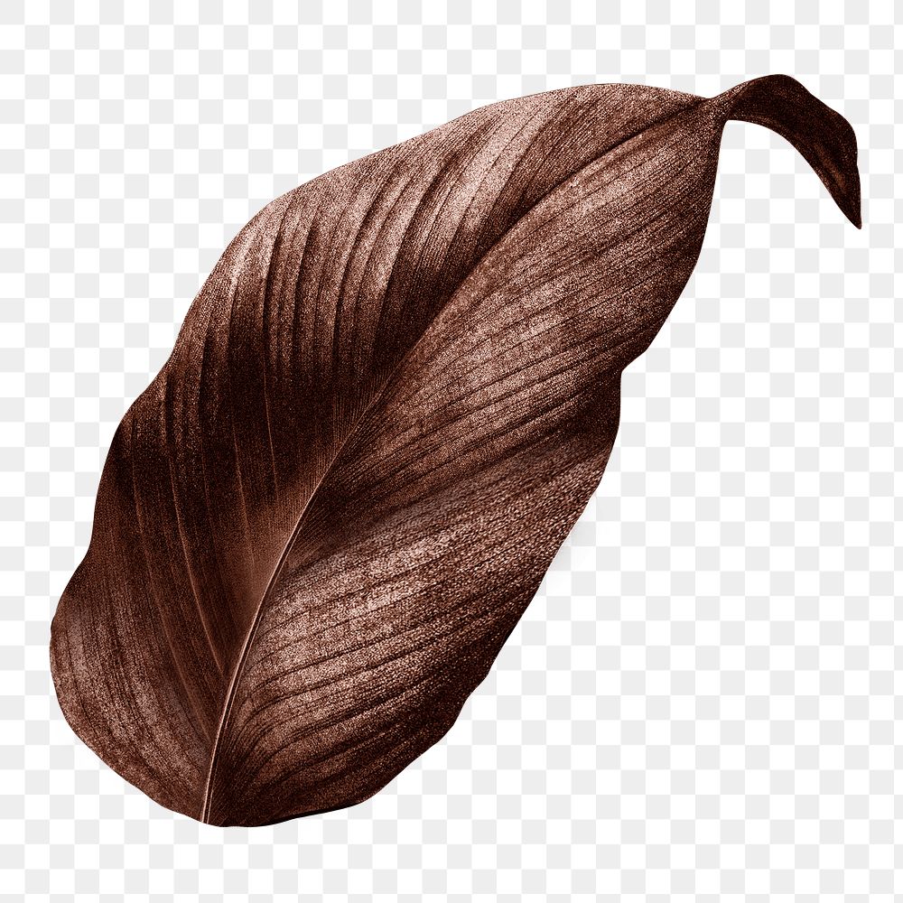 PNG vintage Autumn brown leaf, transparent background