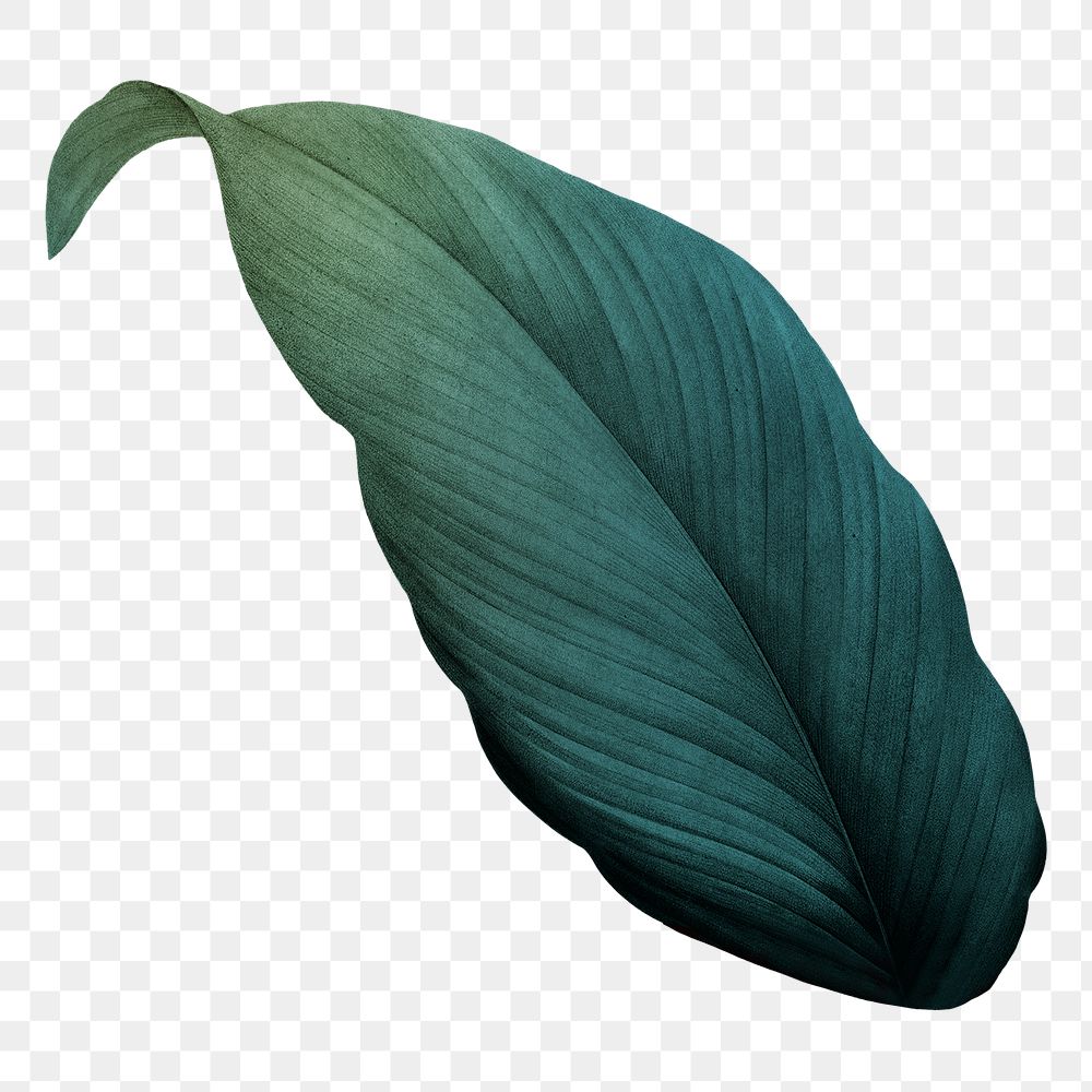 Dark green leaf png, transparent background