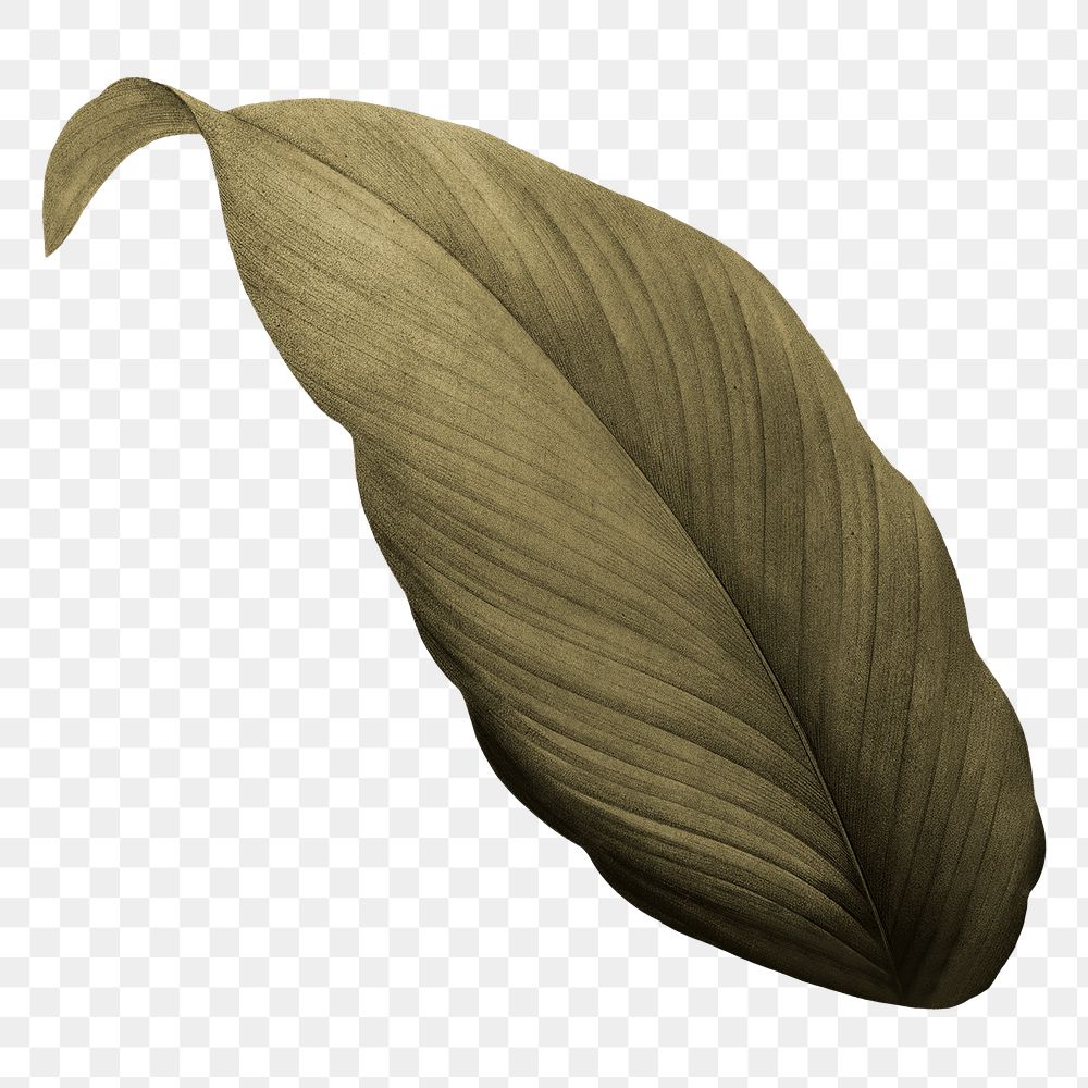 Autumn leaf png vintage, transparent background