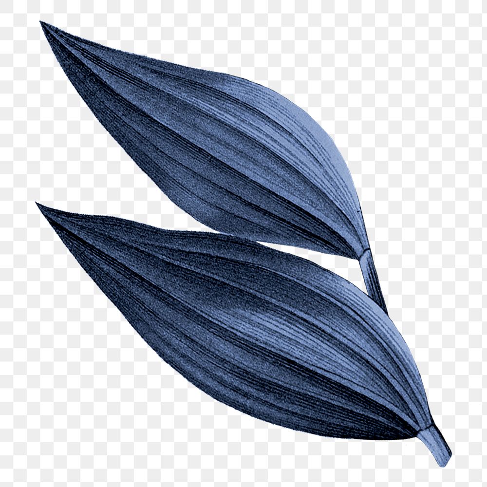 Blue leaf png vintage, transparent background